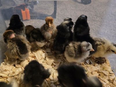 Baby Chicks - Mixed Breed Poults for Sale, Various Colors, Young Healthy Birds