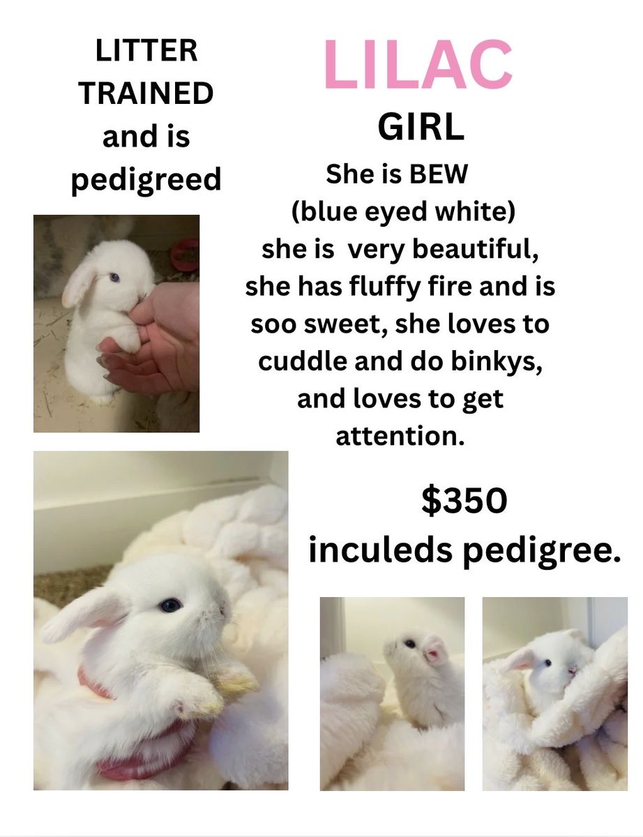Pedigreed holland lop 7 weeks old babies ready to go on May 30th