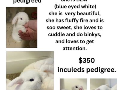 Pedigreed holland lop 7 weeks old babies ready to go on May 30th