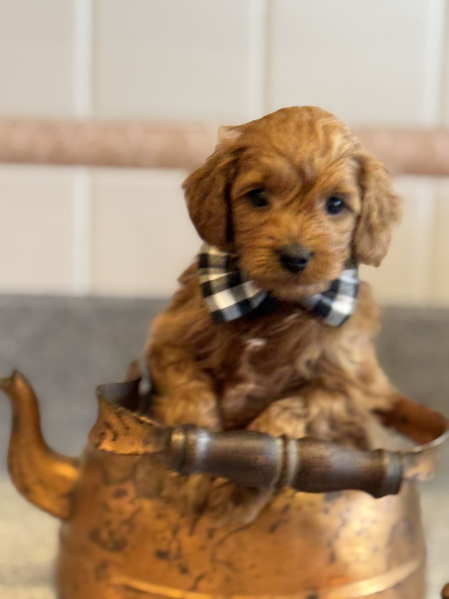 Micro Goldendoodle  Quintessential wavy ragamuffin