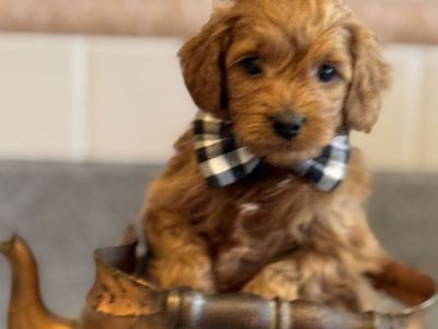 Micro Goldendoodle Quintessential wavy ragamuffin
