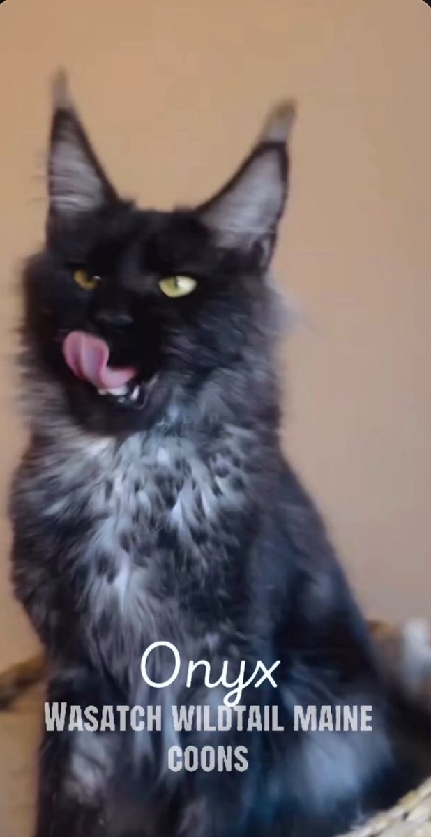 Future European Maine Coon kittens