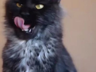 Future European Maine Coon kittens