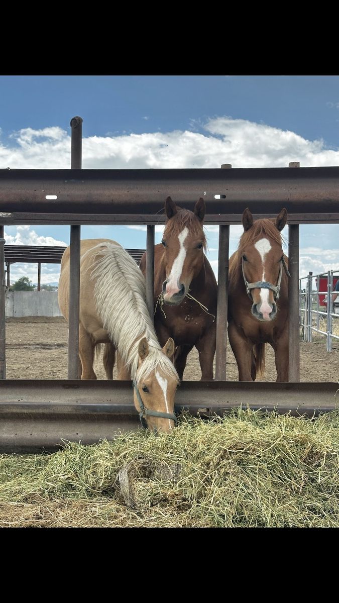 Yearling colts for sale