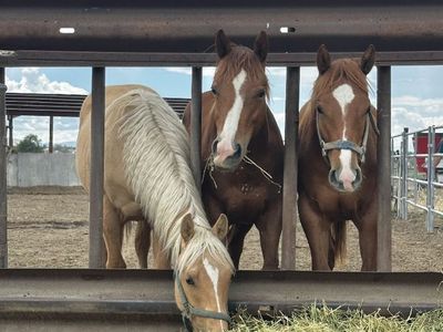 Yearling colts for sale