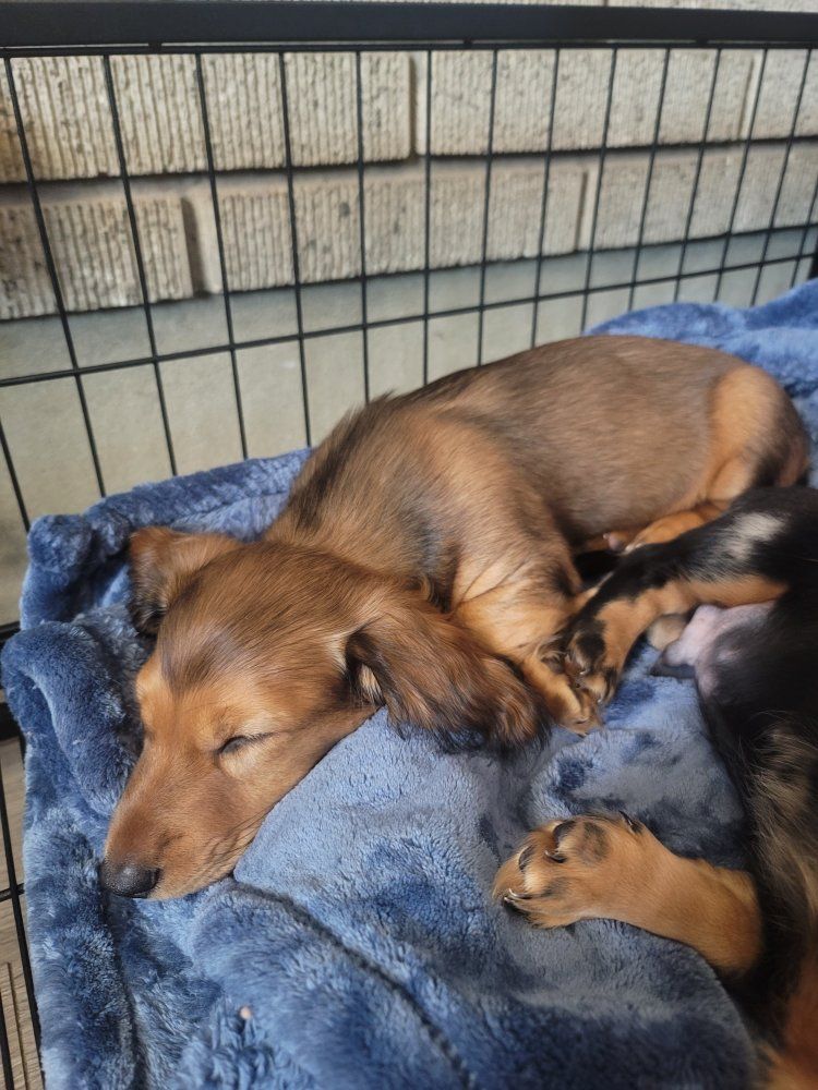 Dachshund Puppies (Long-haired & Dapple)