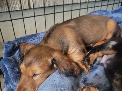 Dachshund Puppies (Long-haired & Dapple)
