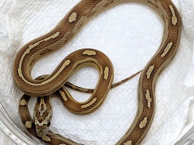 2025 Female Caramel Motley Het Amel Sunkissed Corn