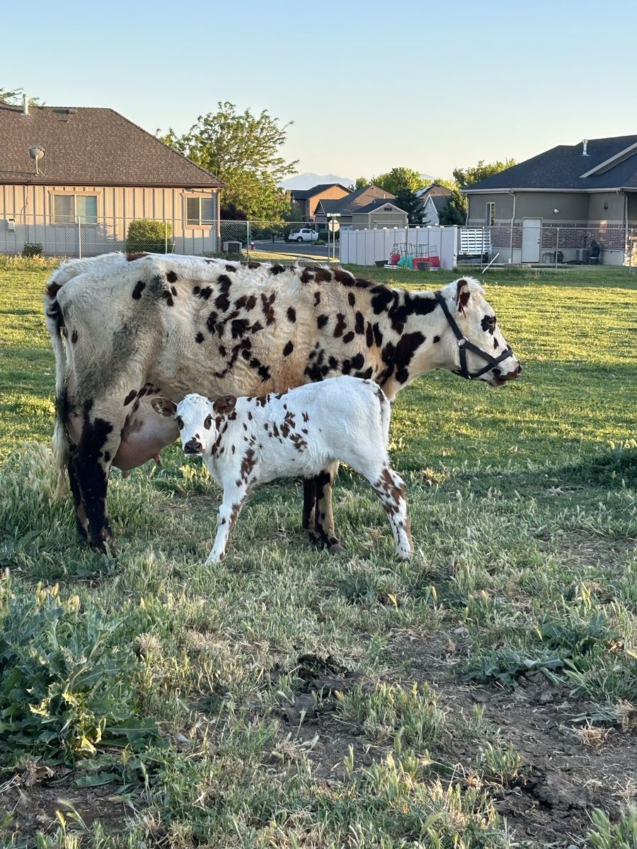 Normande heifer pair