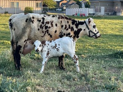 Normande heifer pair