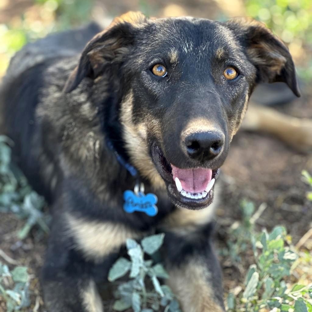 Hello my name is Pandora