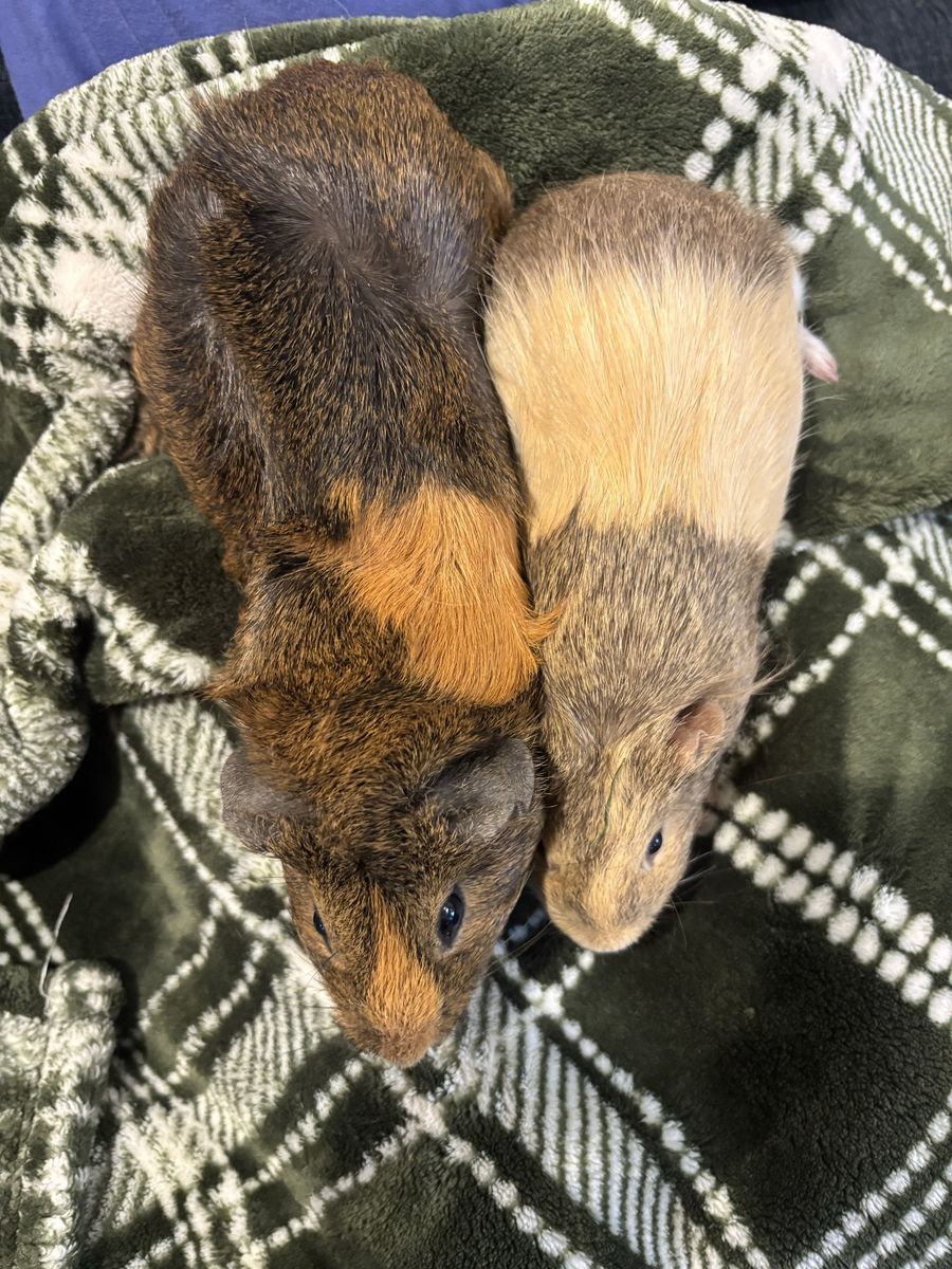 2 Free Female Guinea Pigs