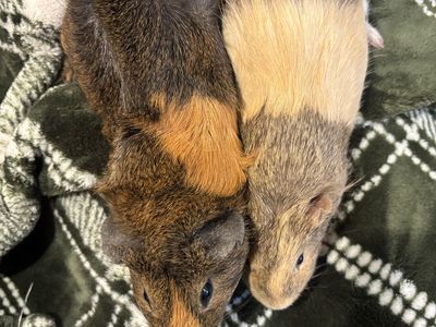 2 Free Female Guinea Pigs