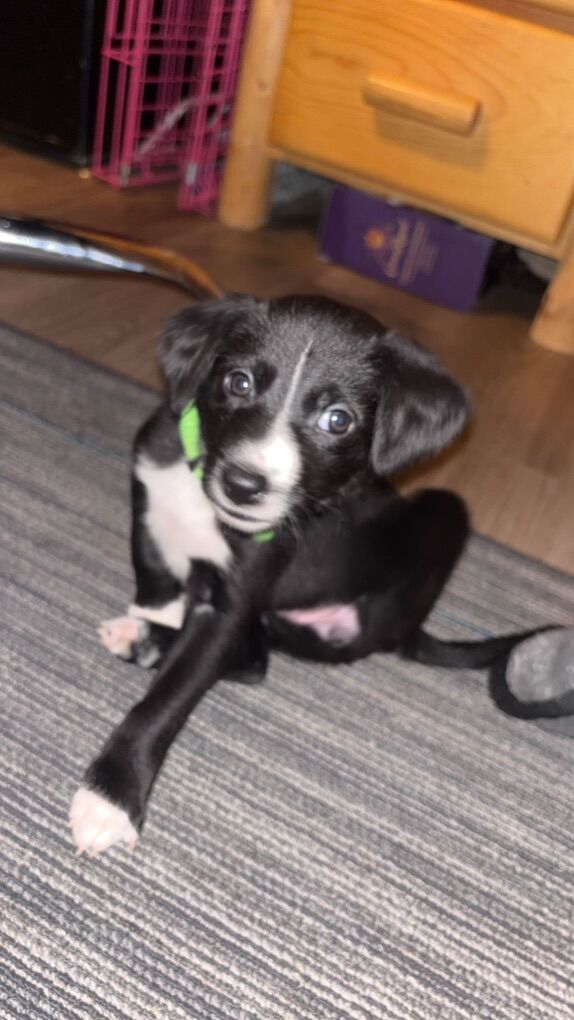 Border collie/Malinois/Choc Lab/Kelpie Mix Puppies