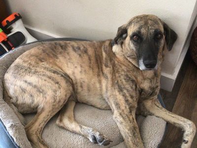 Chesapeake Bay Retriever/Plott Hound Dog needs new home