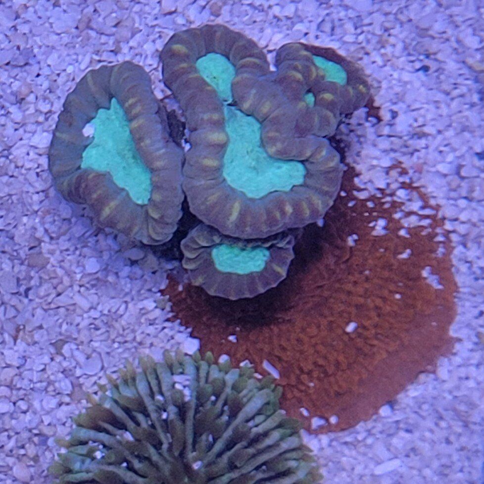 Red Candy with Plate