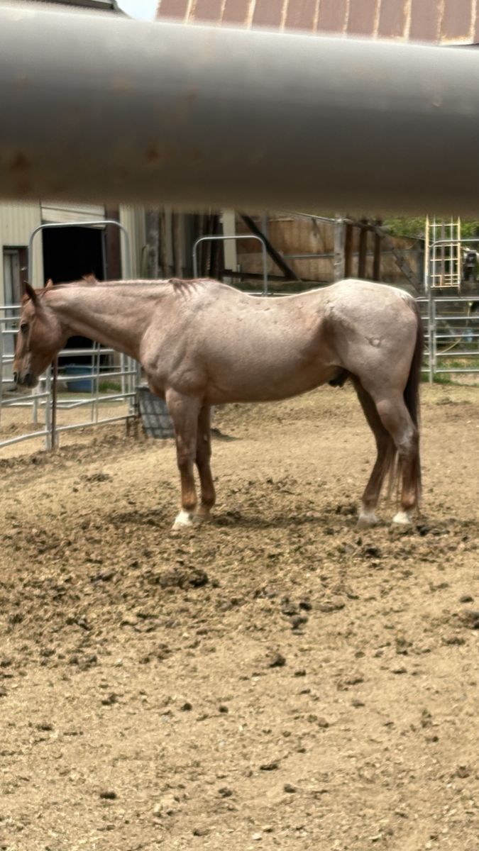 Pasture Pet