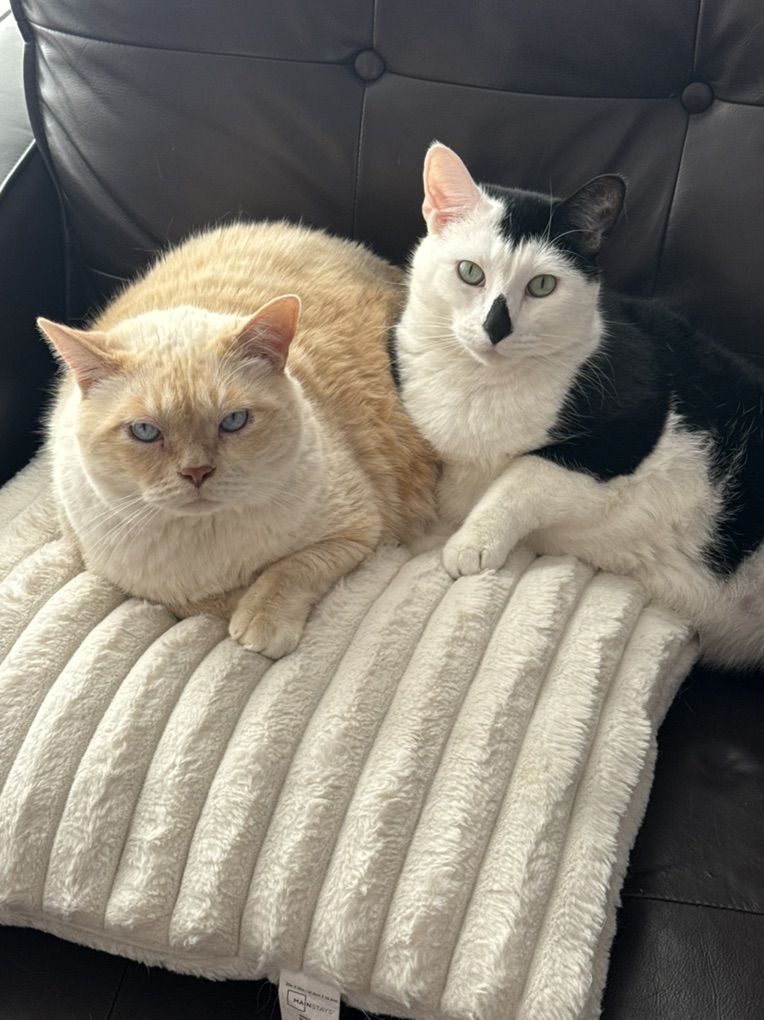 Two Great Cats
