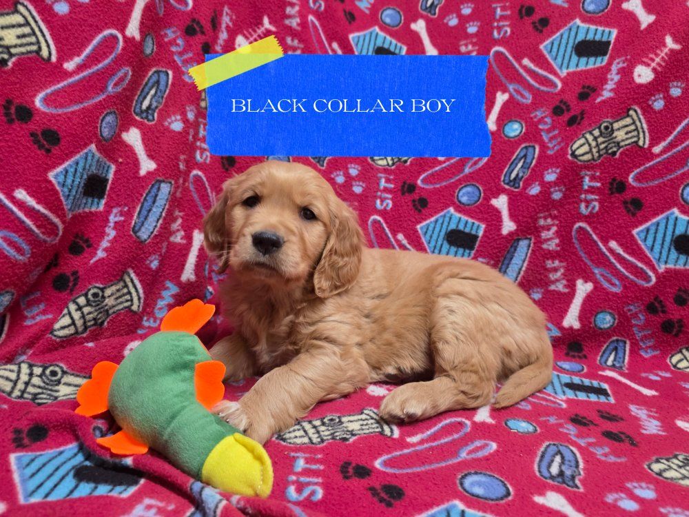 AKC GOLDEN RETRIEVER PUPPIES!