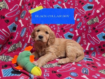 AKC GOLDEN RETRIEVER PUPPIES!