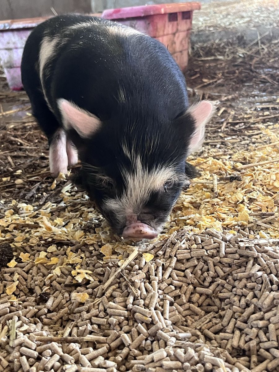 Kune Kune Gilt
