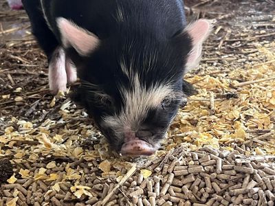 Kune Kune Gilt