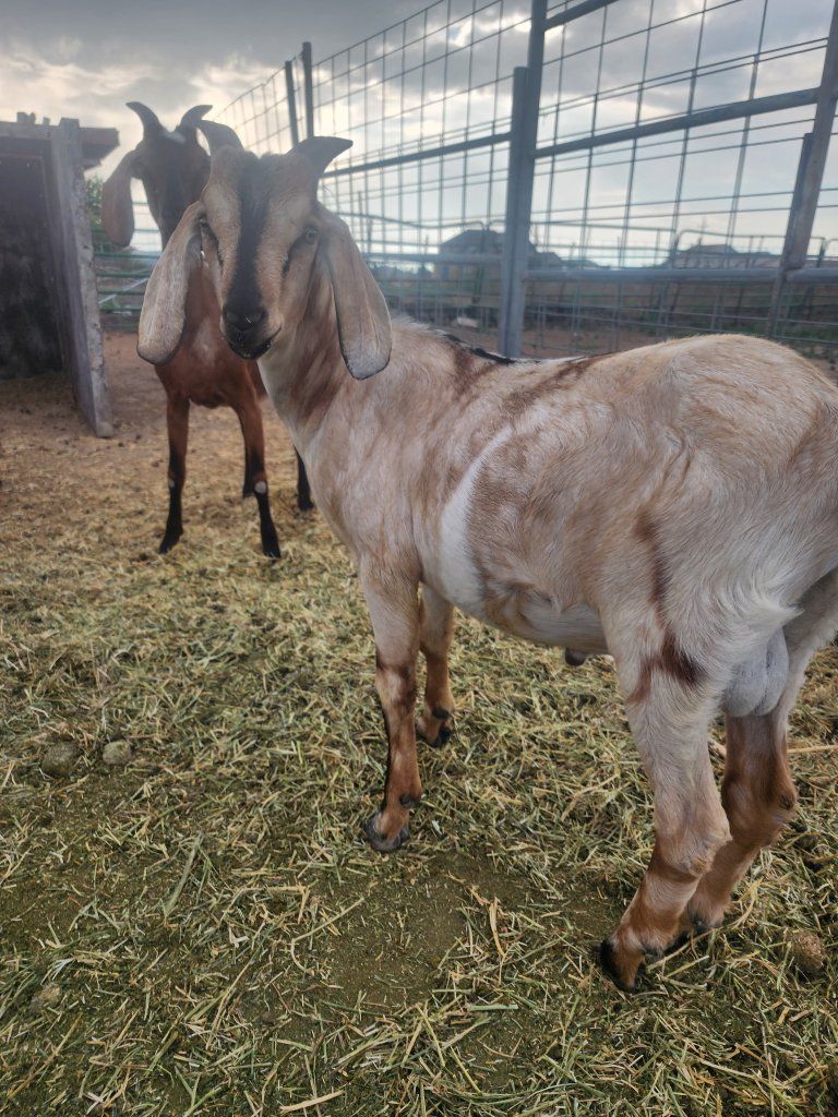 Nubian Buck Goat
