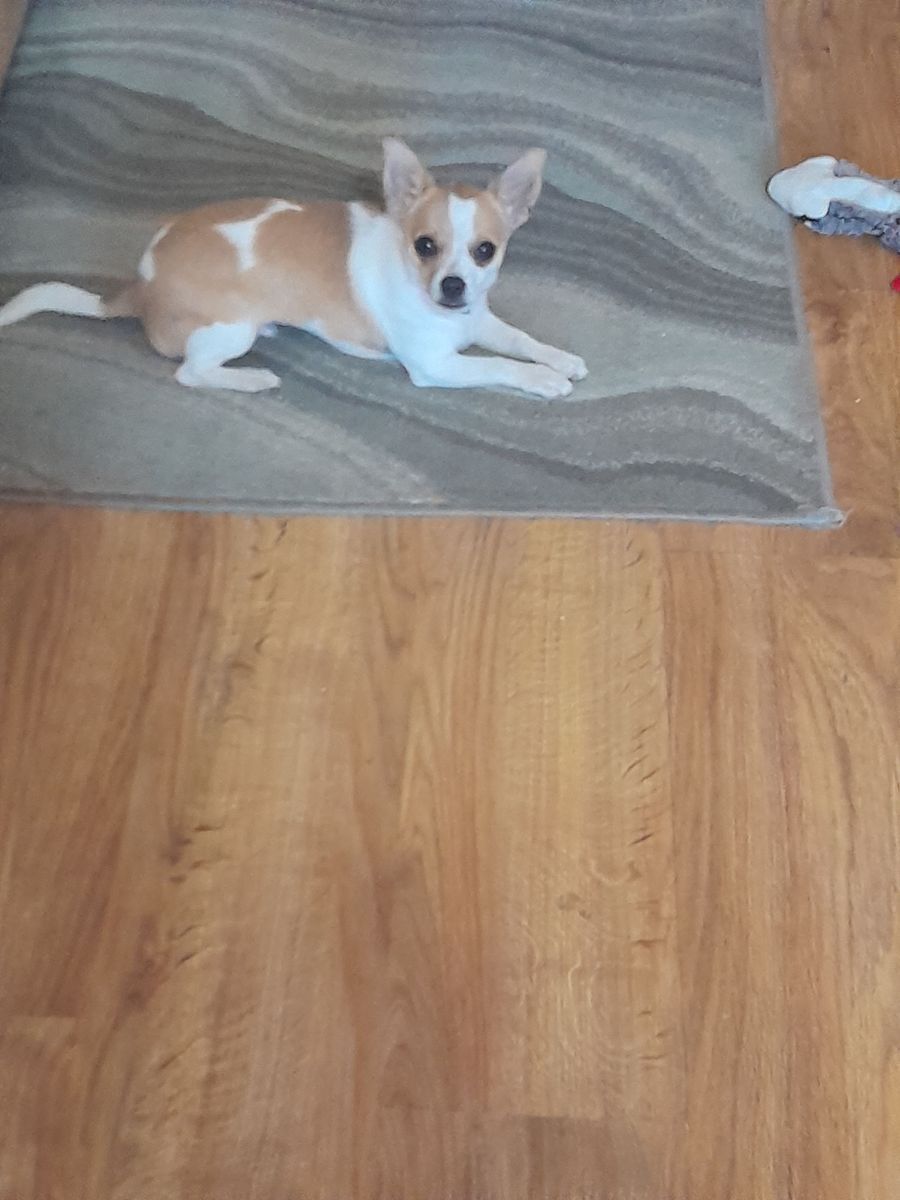 Male Chihuahua puppy