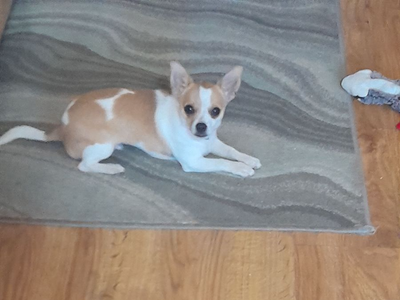 Male Chihuahua puppy
