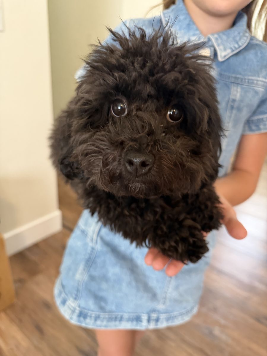 Female black Toy poodle