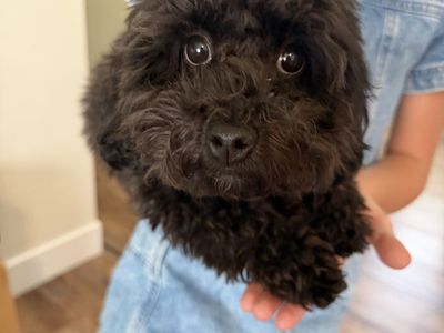 Female black Toy poodle
