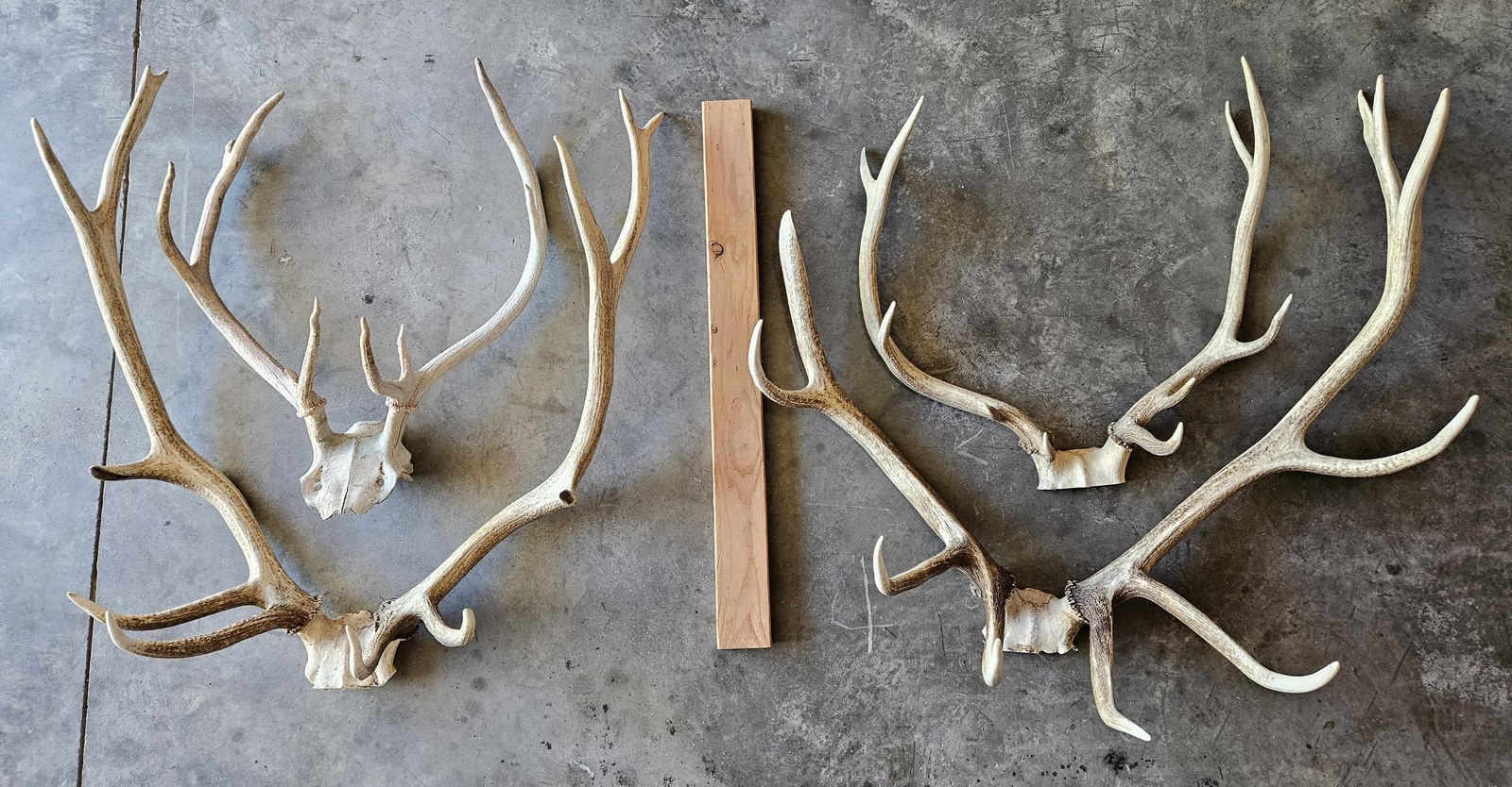 Elk racks - 3 fresh