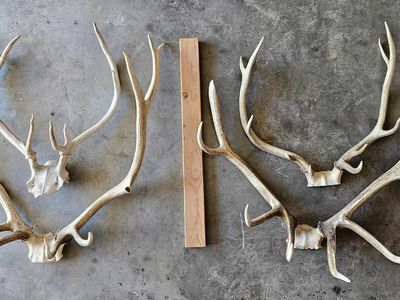 Elk racks - 3 fresh