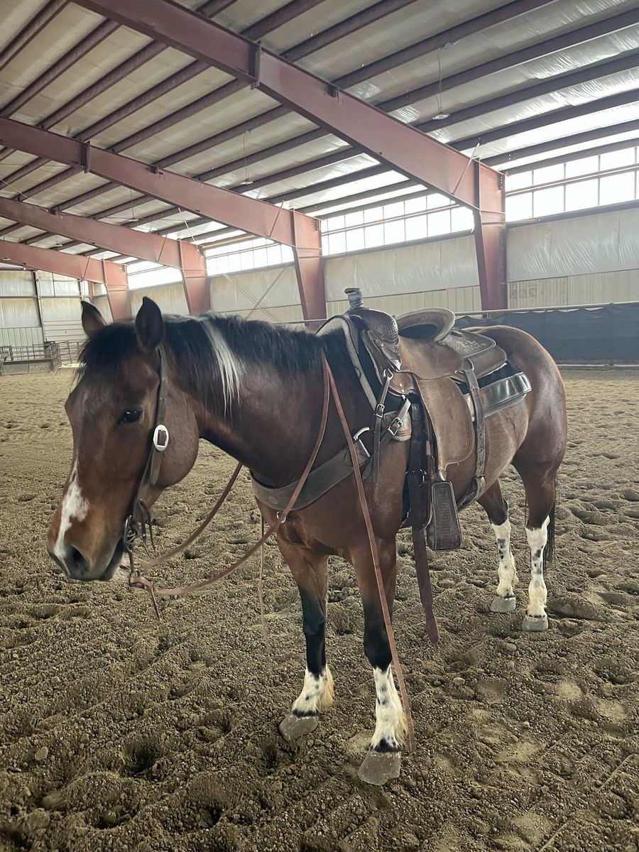 8 year old Registered Paint