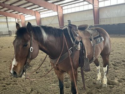 8 year old Registered Paint