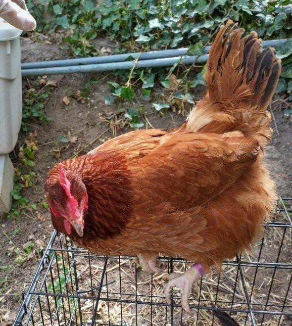 4 eggs laying hen chickens 1 year old