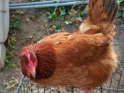 4 eggs laying hen chickens 1 year old
