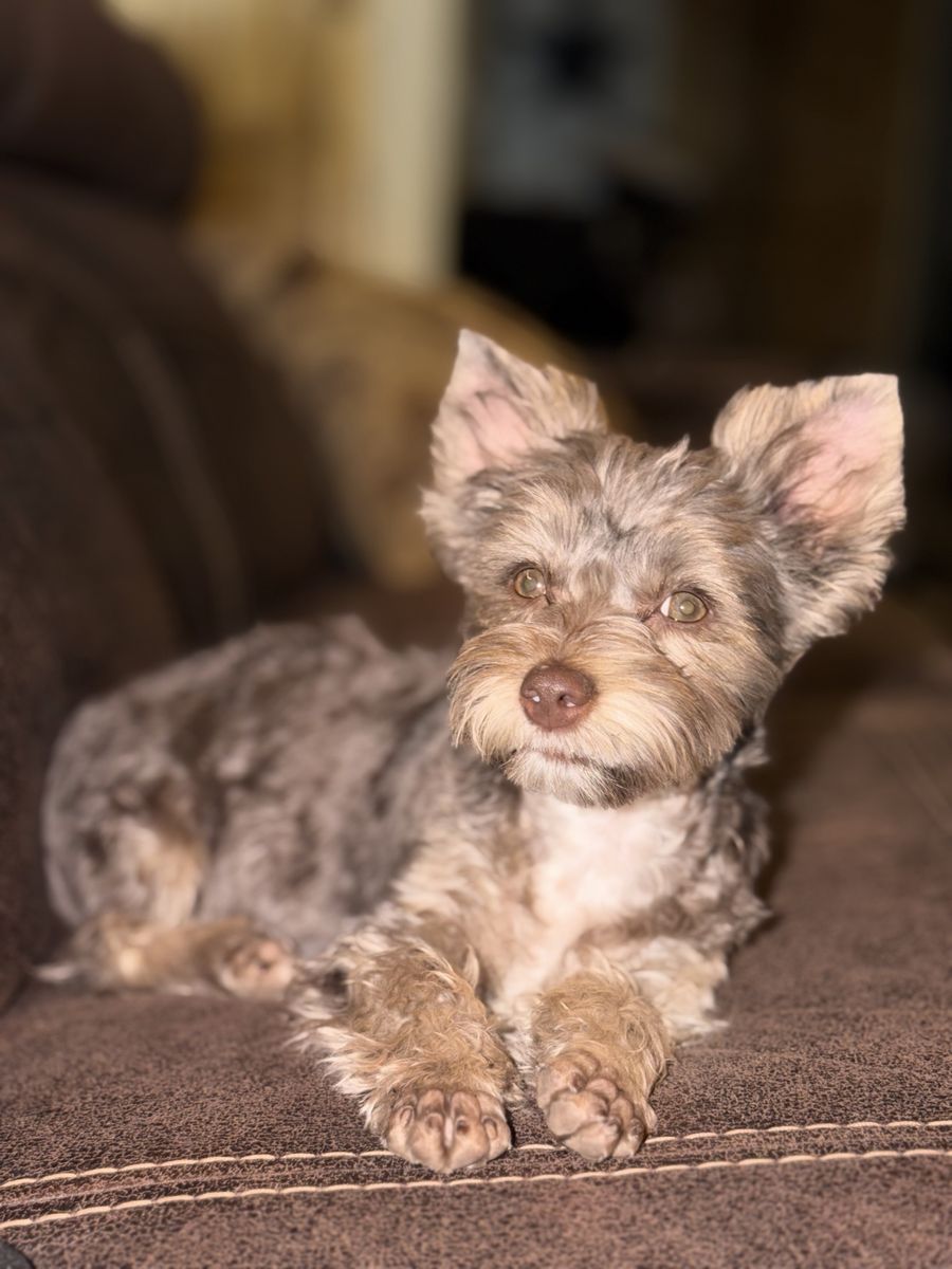 ~ Diva ~ Delivery across Utah available this weekend only! Whyoming to Southern Utah! Chocolate 7 month old Female Yorkie