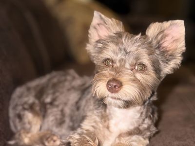 ~ Diva ~ Delivery across Utah available this weekend only! Whyoming to Southern Utah! Chocolate 7 month old Female Yorkie