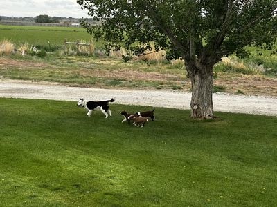 Border Collie pups