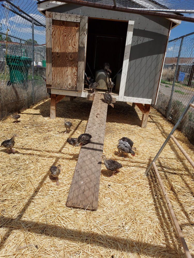 Standard Bronze Turkey poults $25.00 each