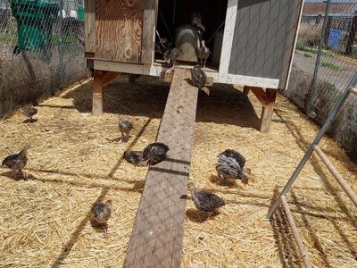 Standard Bronze Turkey poults $25.00 each
