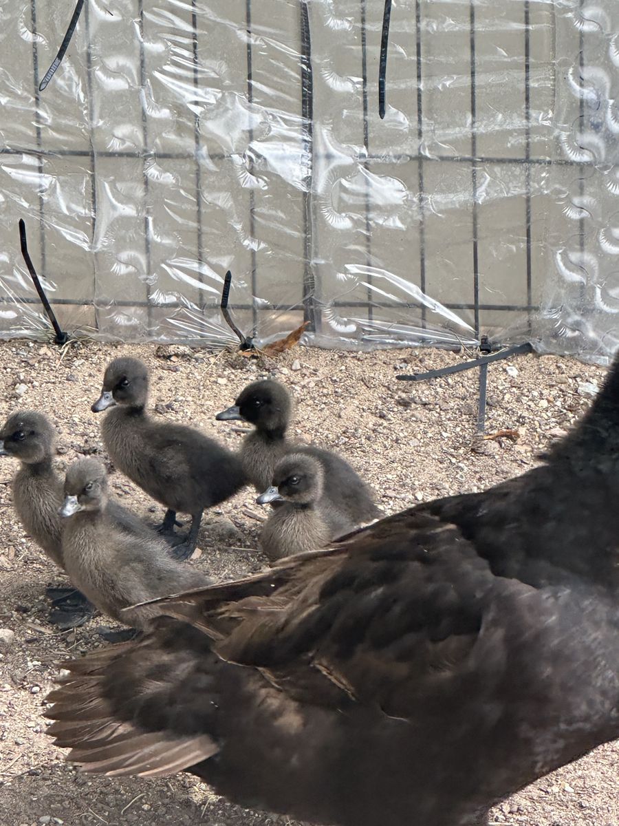 Cayuga, Ancona, and Gray Swedish Runner Ducklings Available-Varied Age and Prices