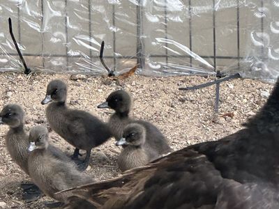 Cayuga, Ancona, and Gray Swedish Runner Ducklings Available-Varied Age and Prices
