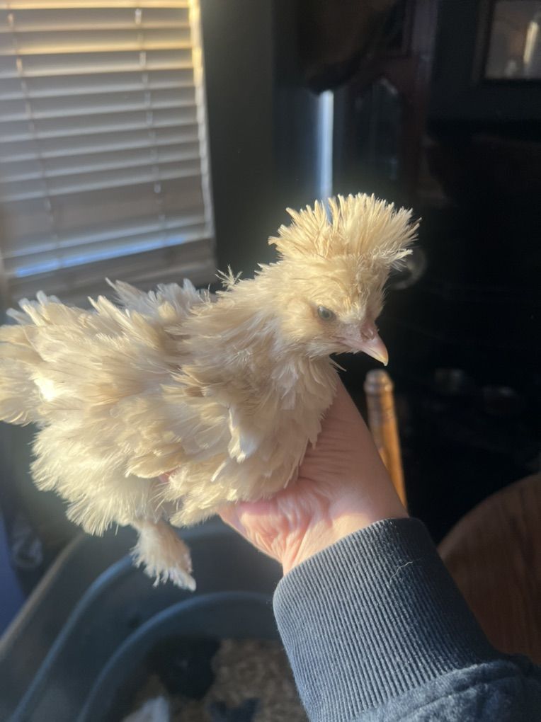 Silkie Mixed Chicks