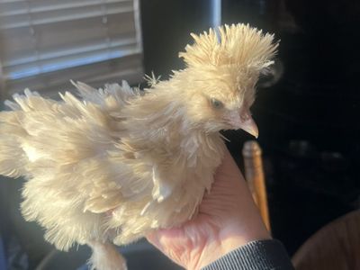 Silkie Mixed Chicks