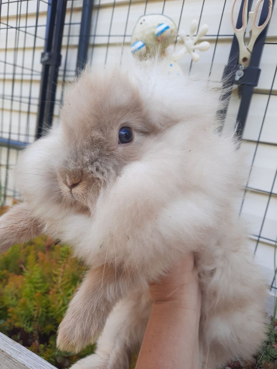 Bunny-Buck