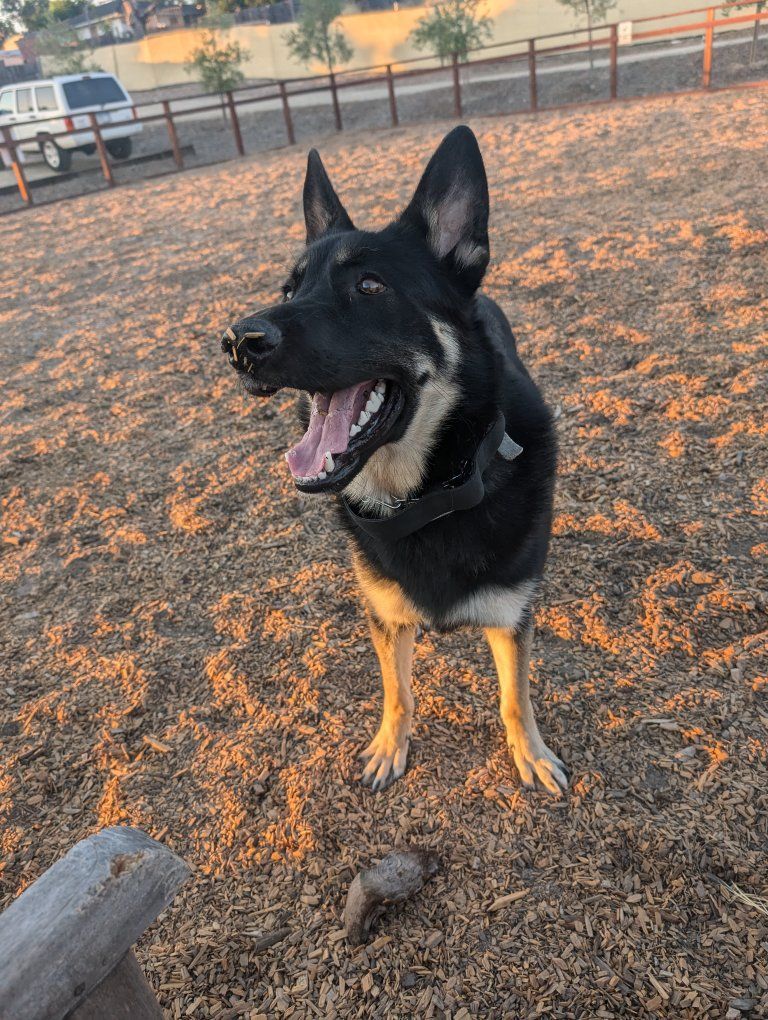 German for rehoming
