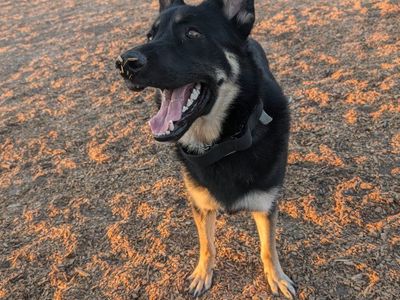 German for rehoming