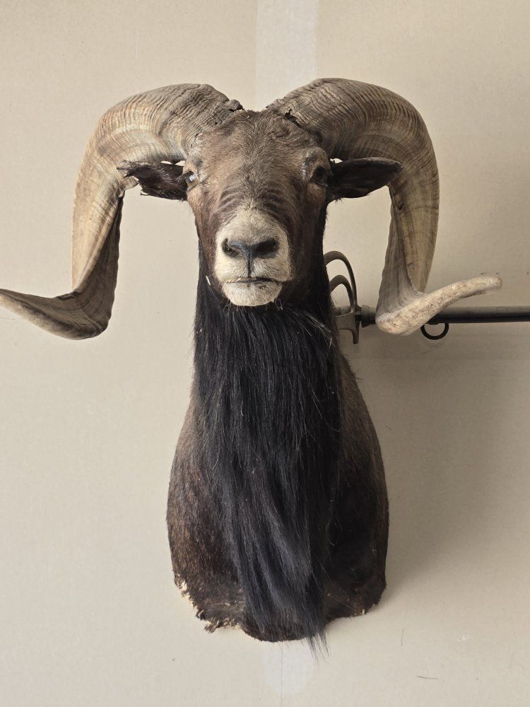 Taxidermy Black Hawaiian Ram Shoulder Mount 